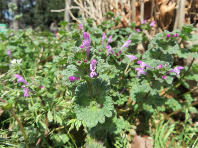 ファイル 4185-3.jpg