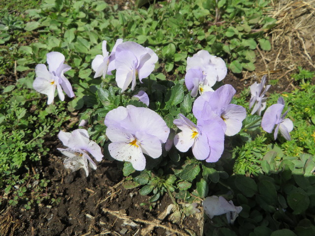 ファイル 4185-4.jpg