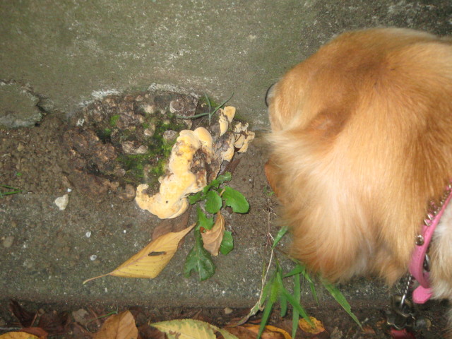 ファイル 419-3.jpg