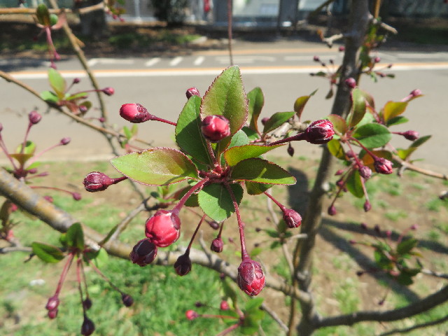 ファイル 4190-1.jpg