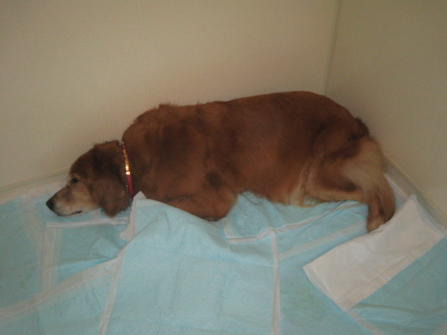 ファイル 420-4.jpg