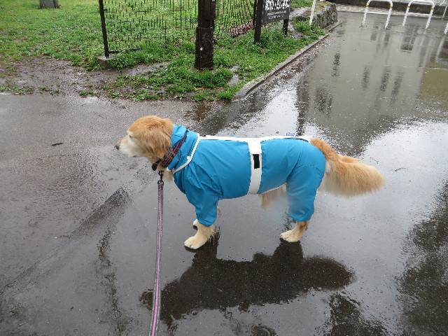 ファイル 4204-1.jpg