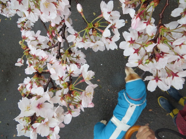 ファイル 4204-4.jpg