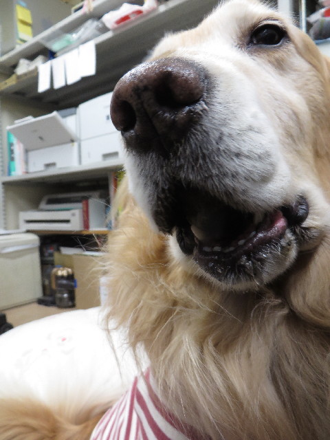 ファイル 4205-1.jpg