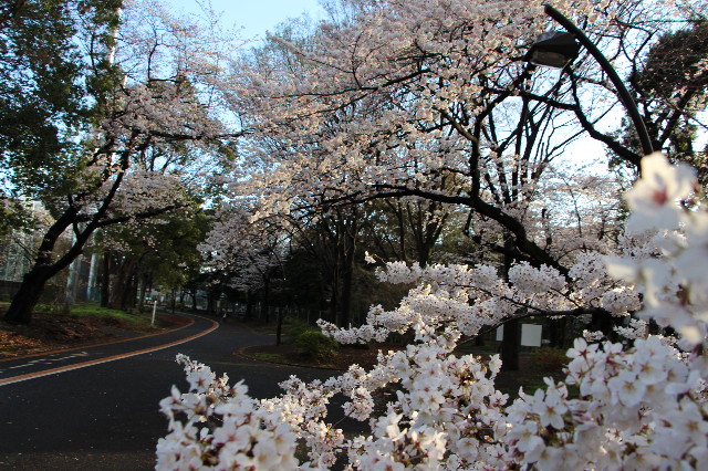 ファイル 4207-1.jpg