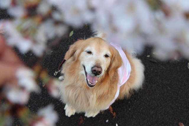 ファイル 4207-2.jpg