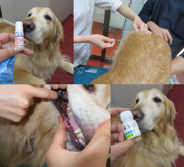 ファイル 4208-1.jpg