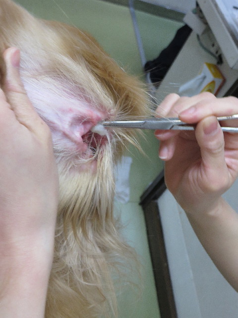 ファイル 4208-2.jpg