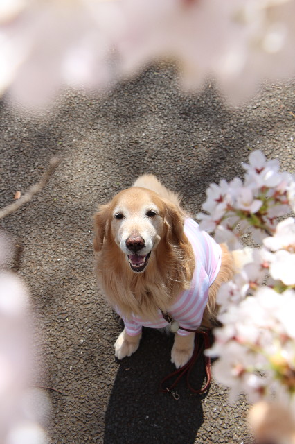 ファイル 4210-5.jpg