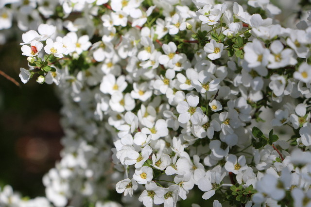 ファイル 4211-4.jpg