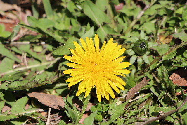 ファイル 4211-5.jpg