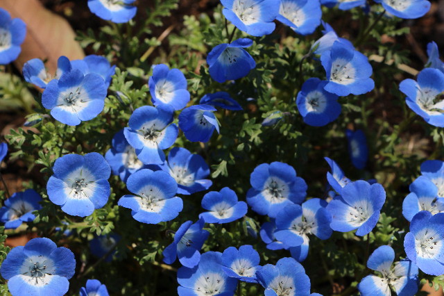 ファイル 4212-1.jpg