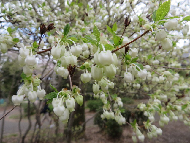 ファイル 4222-2.jpg