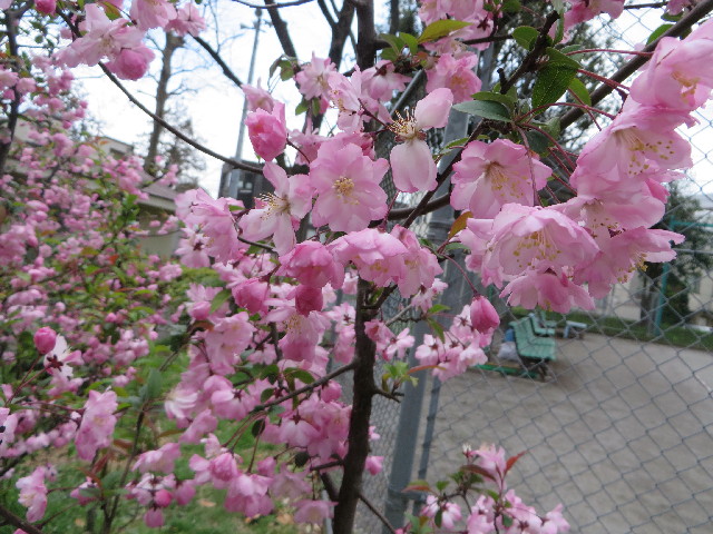 ファイル 4222-4.jpg