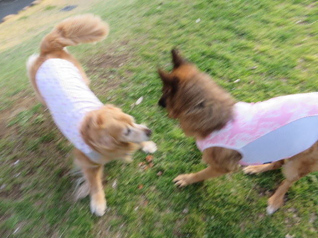 ファイル 4232-1.jpg