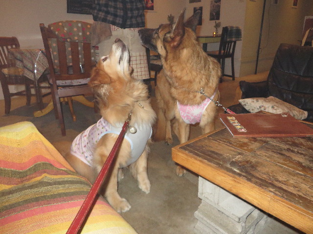 ファイル 4233-4.jpg