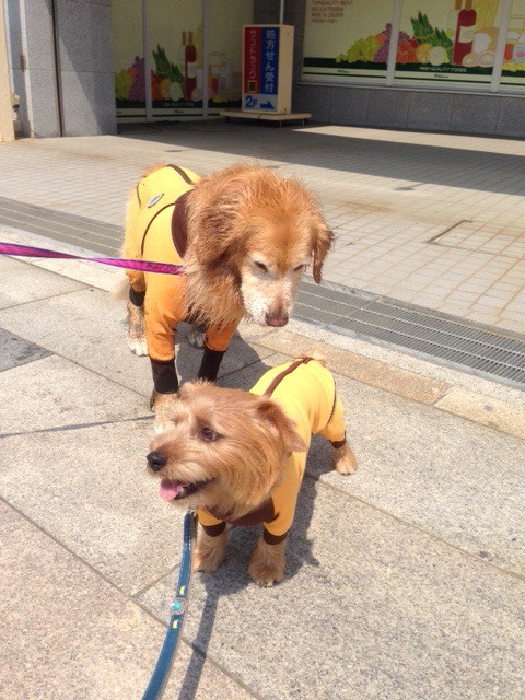 ファイル 4235-4.jpg