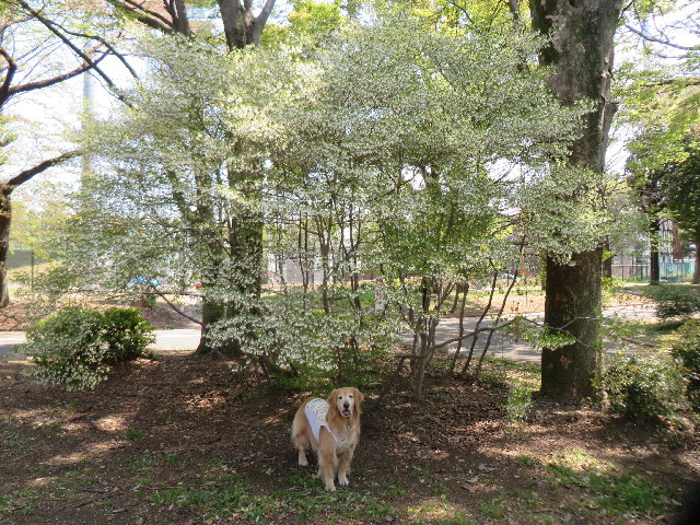 ファイル 4244-1.jpg