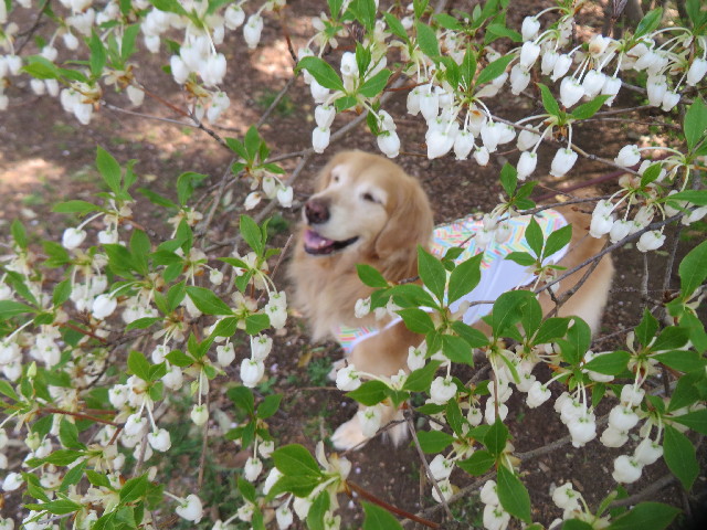 ファイル 4244-2.jpg