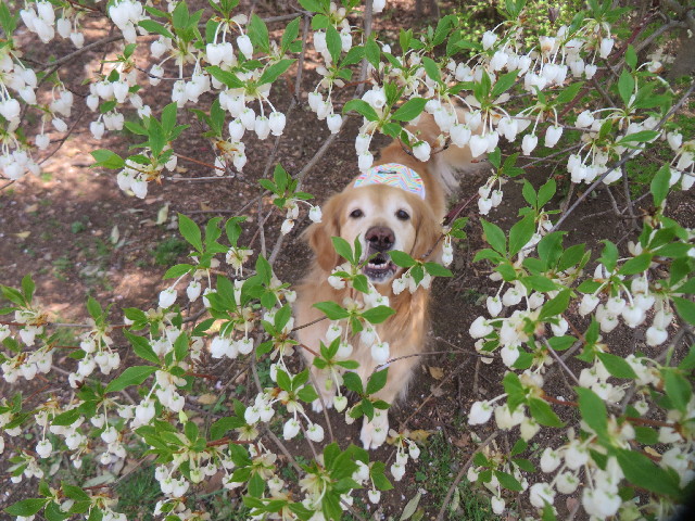 ファイル 4244-3.jpg