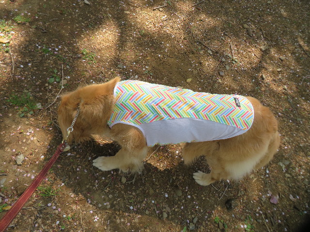 ファイル 4244-5.jpg