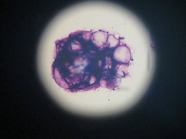 ファイル 4246-4.jpg