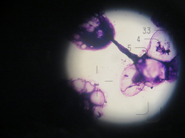 ファイル 4246-5.jpg