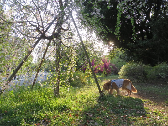 ファイル 4247-1.jpg