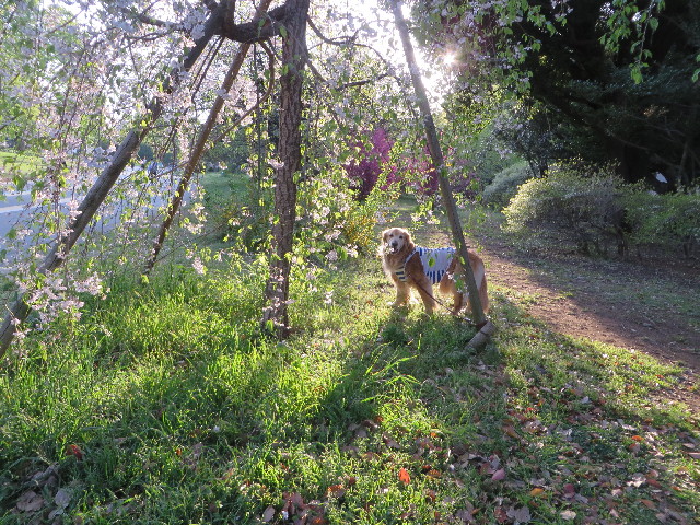 ファイル 4247-3.jpg