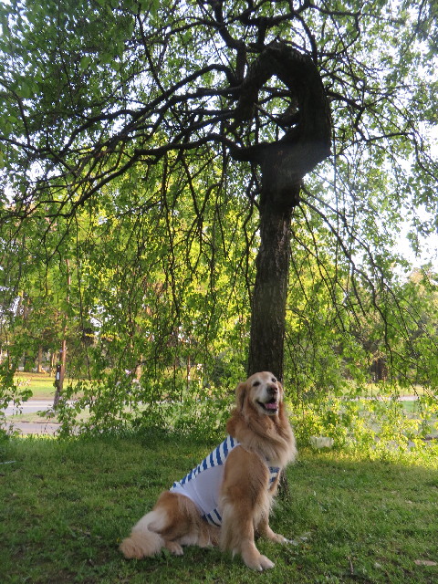 ファイル 4247-5.jpg