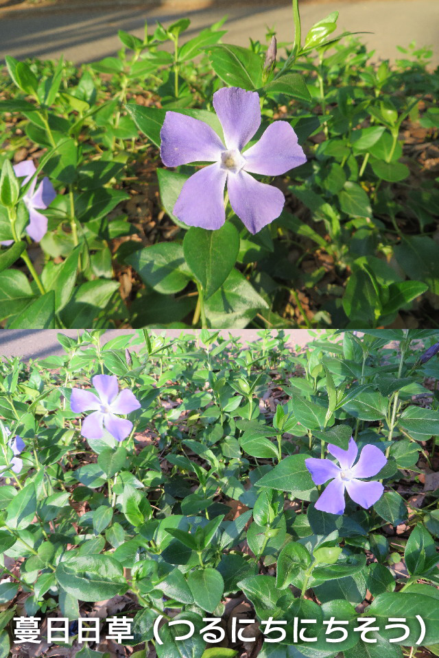 ファイル 4249-2.jpg