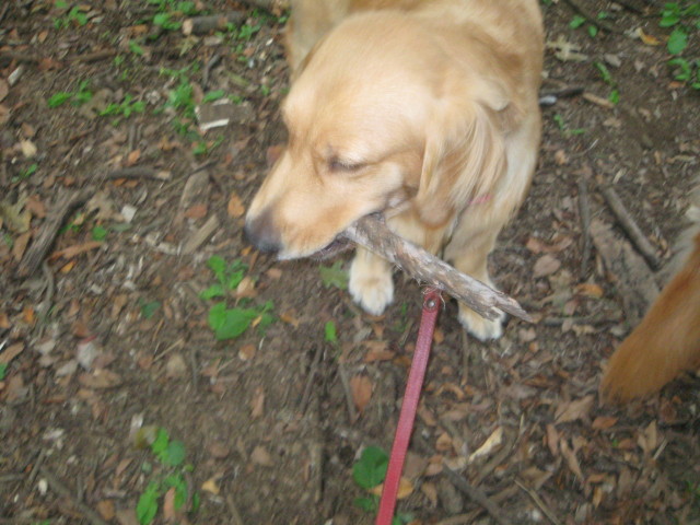 ファイル 425-1.jpg