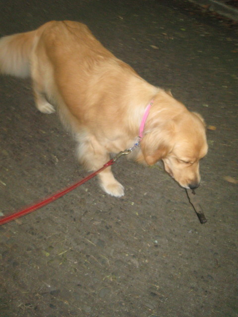 ファイル 425-3.jpg