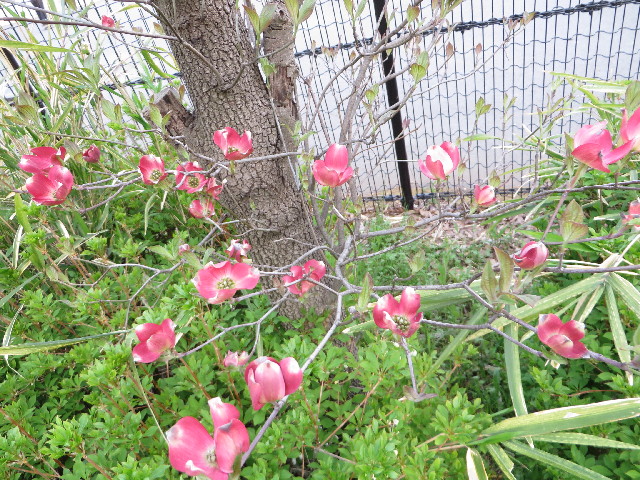 ファイル 4260-3.jpg