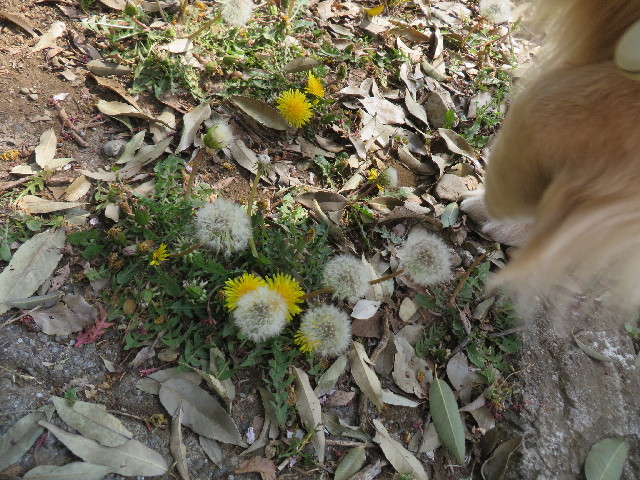 ファイル 4261-1.jpg