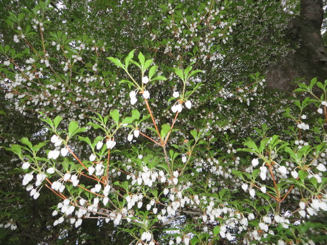 ファイル 4263-2.jpg