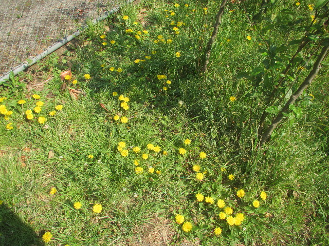 ファイル 4267-1.jpg