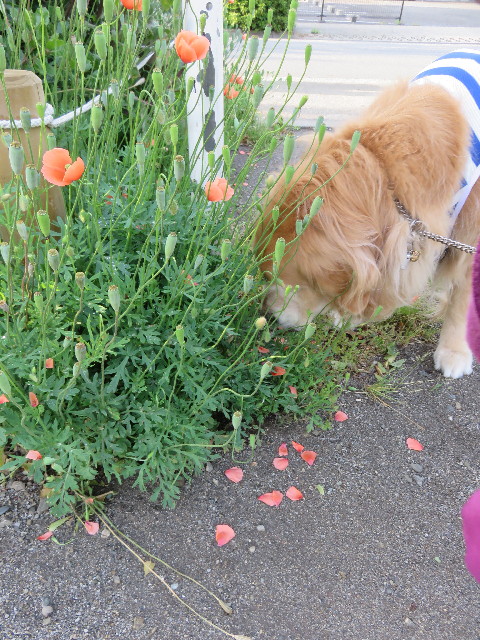 ファイル 4303-5.jpg