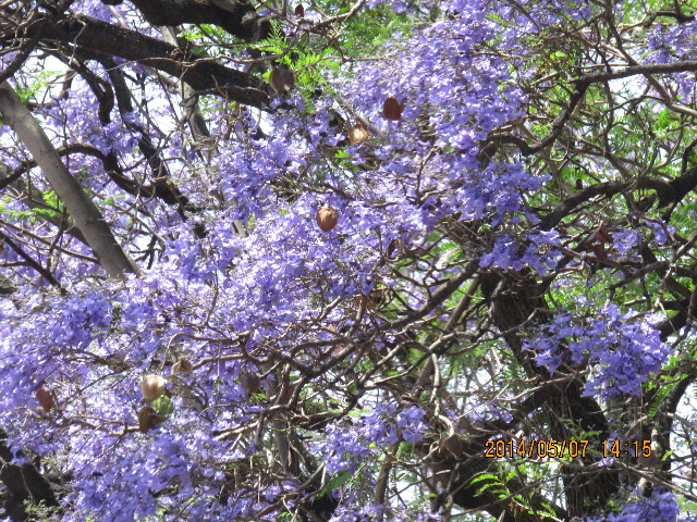 ファイル 4304-5.jpg