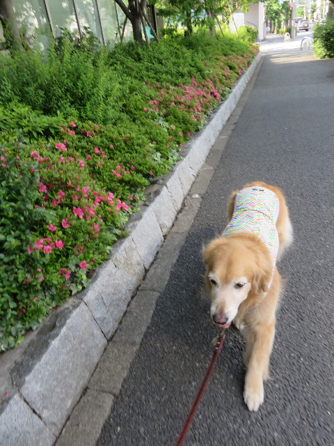 ファイル 4331-1.jpg