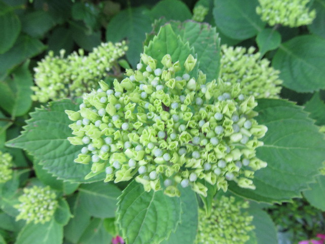 ファイル 4331-2.jpg