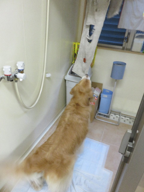 ファイル 4333-2.jpg