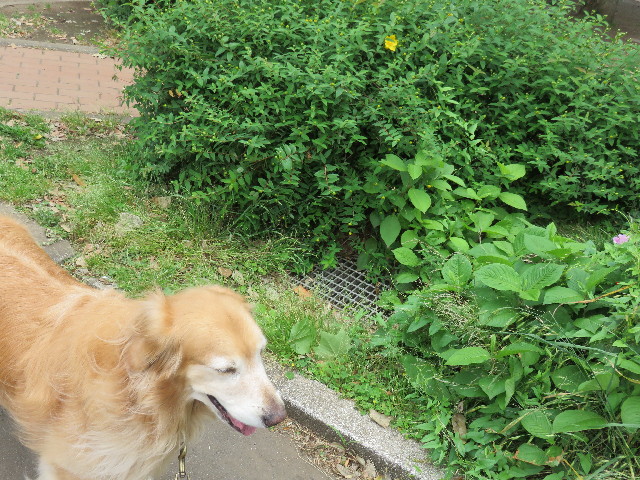 ファイル 4339-1.jpg