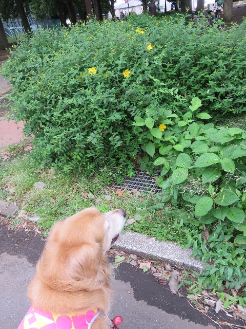 ファイル 4339-2.jpg