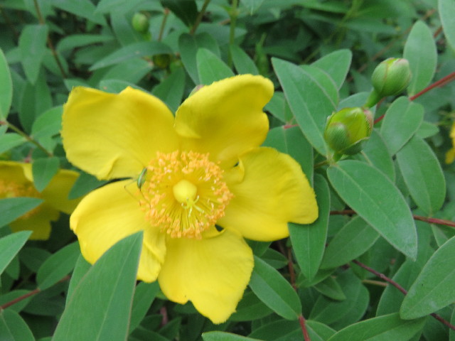 ファイル 4339-3.jpg