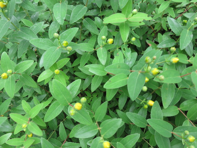 ファイル 4339-4.jpg