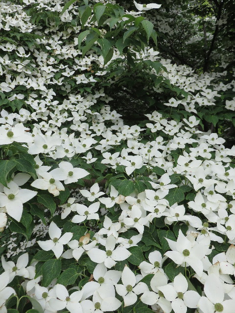 ファイル 4340-2.jpg