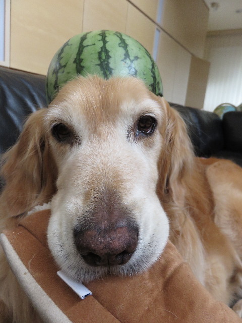 ファイル 4353-1.jpg