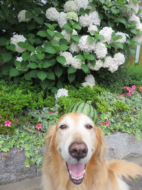 ファイル 4353-4.jpg