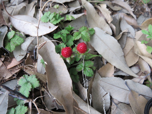 ファイル 4354-4.jpg